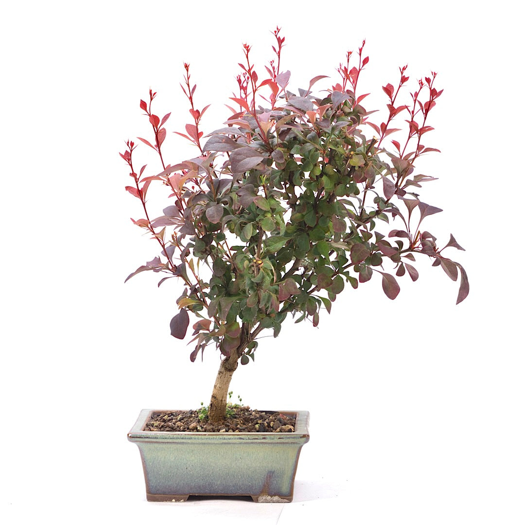 Blutberberitze 'Berberis thunbergii 'Atropurpurea'